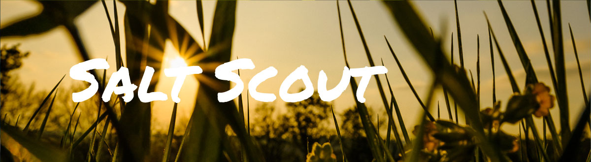 Salt-Scout-topbild